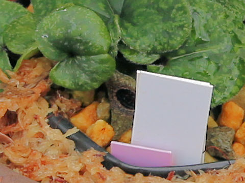 Asarum trinacriforme