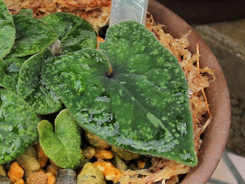 Asarum trinacriforme