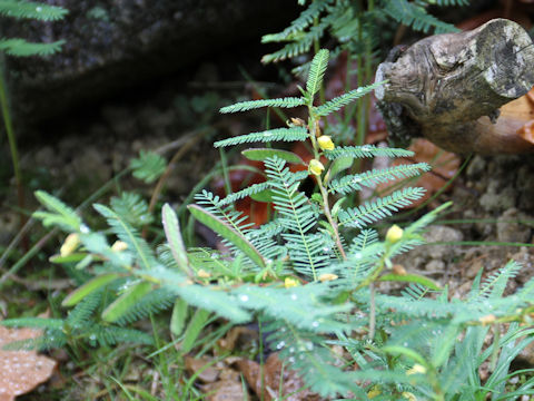 Cassia minosoides ssp. nomame