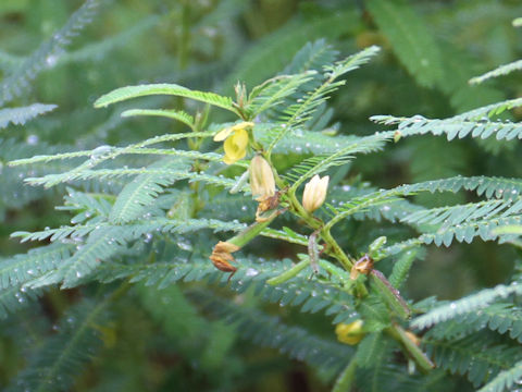 Cassia minosoides ssp. nomame