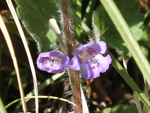 Glechoma hederacea ssp. grandis