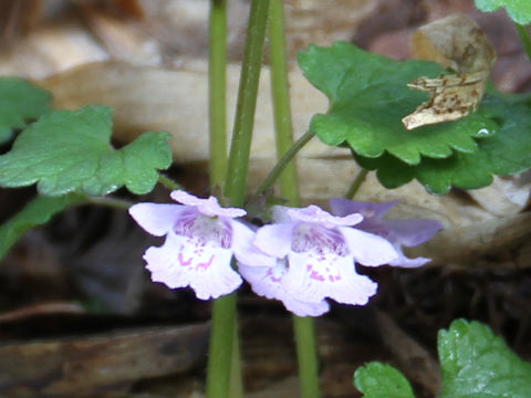 Glechoma hederacea ssp. grandis