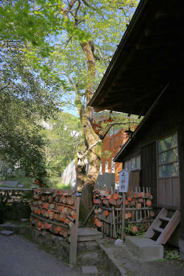 Diospyros kaki