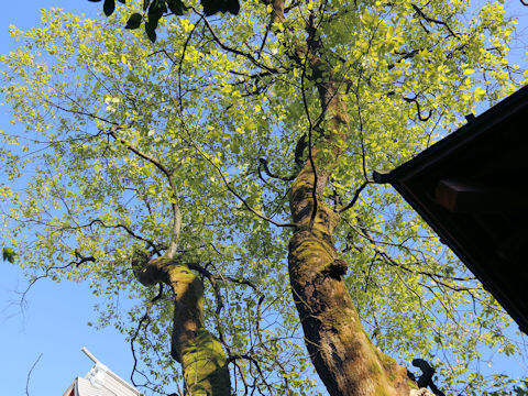 Diospyros kaki
