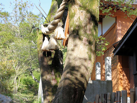 Diospyros kaki
