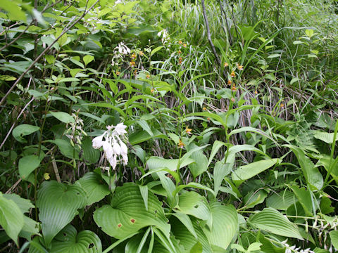 Epipactis thunbergii