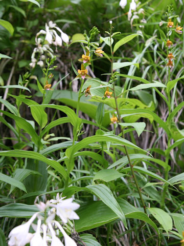 Epipactis thunbergii