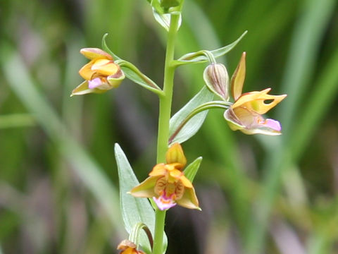 Epipactis thunbergii