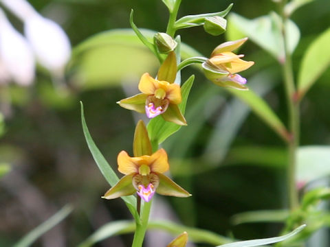 Epipactis thunbergii