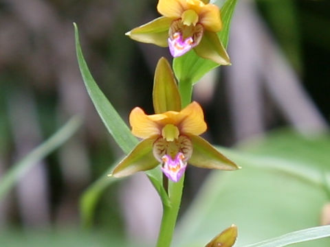 Epipactis thunbergii