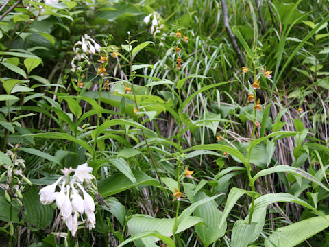 Epipactis thunbergii