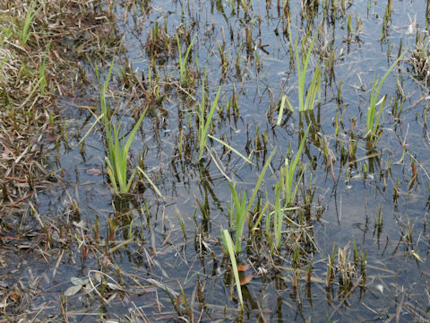 Iris laevigata