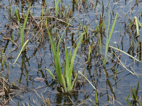 Iris laevigata