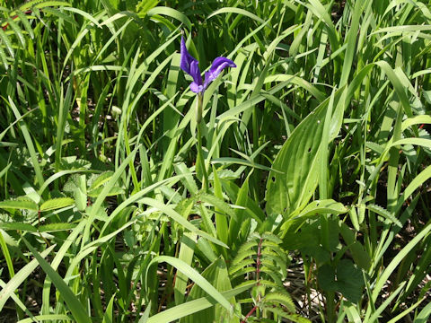 Iris laevigata