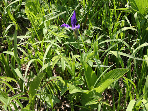 Iris laevigata