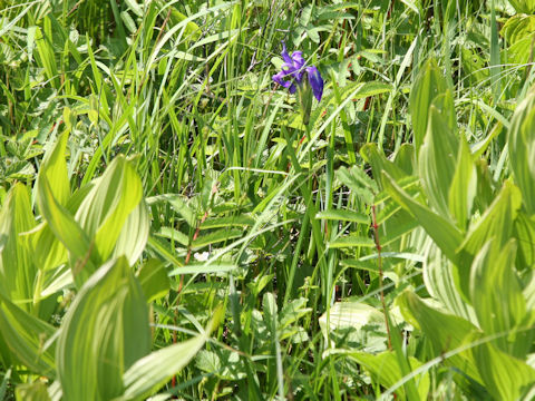 Iris laevigata