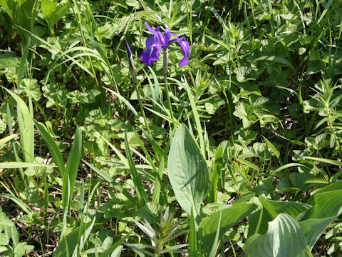 Iris laevigata