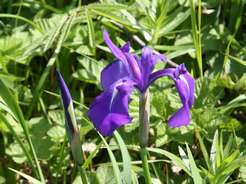 Iris laevigata