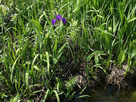 Iris laevigata