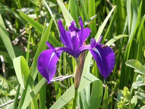 Iris laevigata