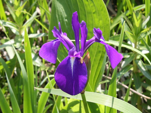 Iris laevigata