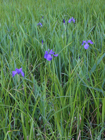 Iris laevigata