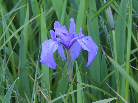 Iris laevigata