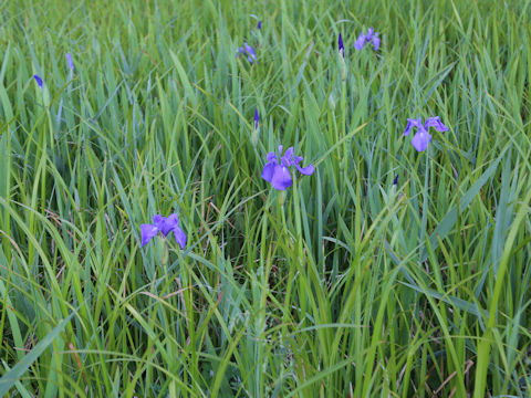 Iris laevigata