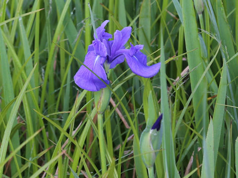 Iris laevigata
