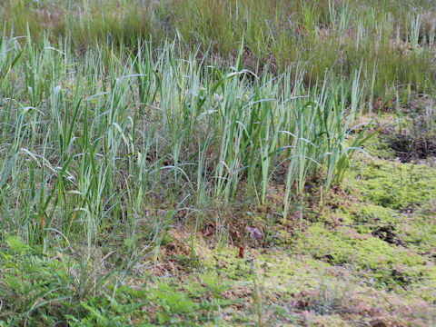 Iris laevigata