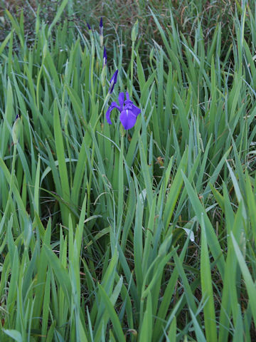 Iris laevigata