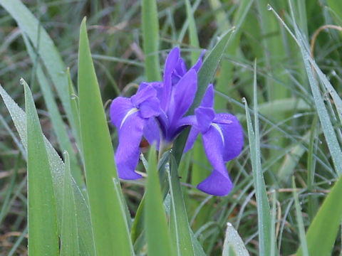Iris laevigata