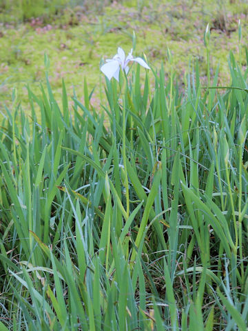 Iris laevigata