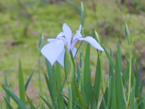 Iris laevigata