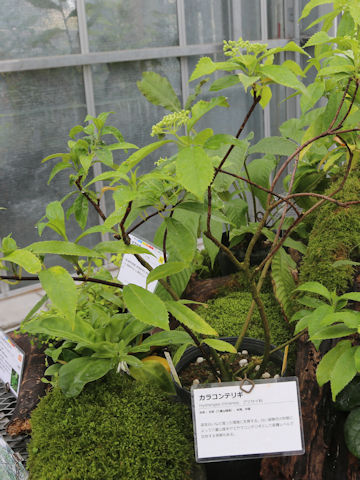 Hydrangea chinensis
