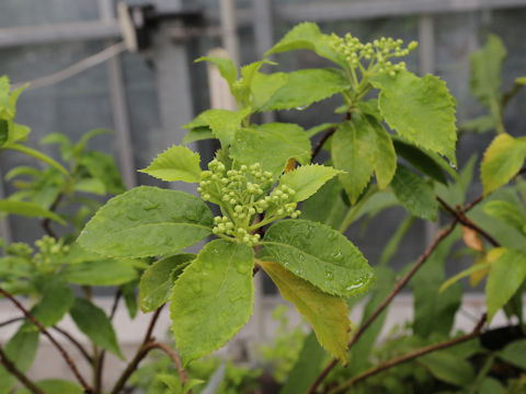 Hydrangea chinensis