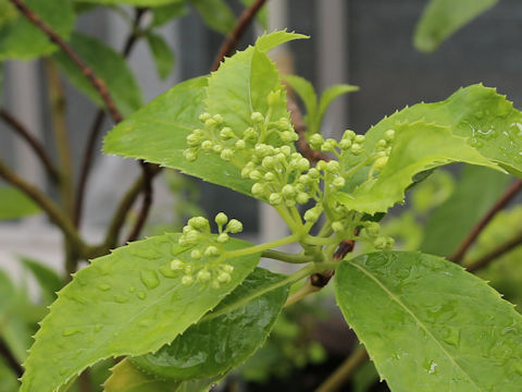 Hydrangea chinensis