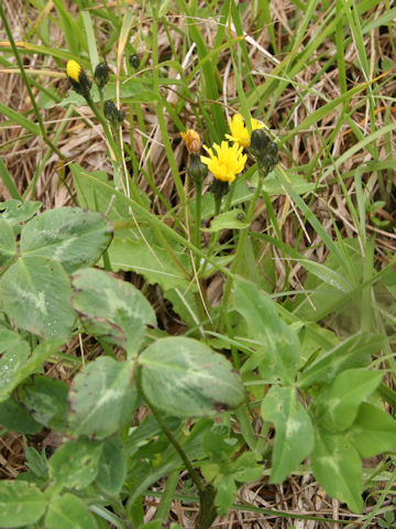 Picris hieracioides ssp. kamtschatica