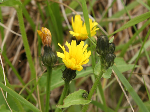 Picris hieracioides ssp. kamtschatica