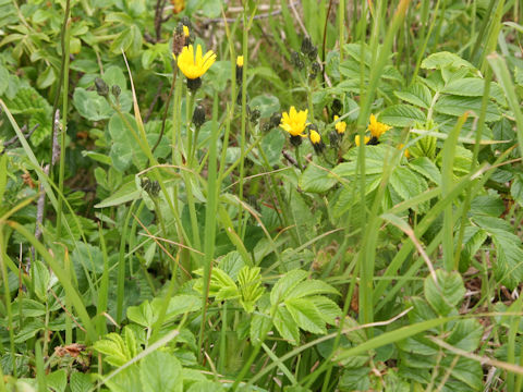 Picris hieracioides ssp. kamtschatica