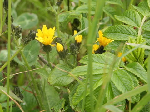 Picris hieracioides ssp. kamtschatica