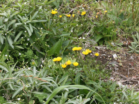 Picris hieracioides ssp. kamtschatica