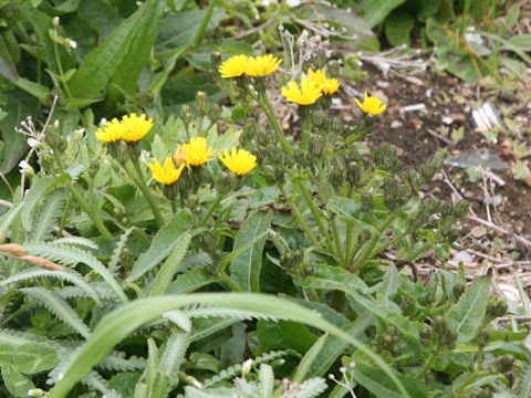 Picris hieracioides ssp. kamtschatica