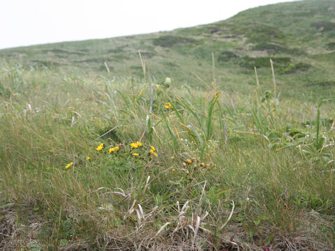 Picris hieracioides ssp. kamtschatica