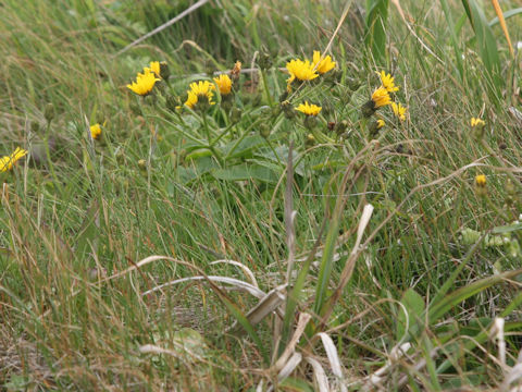 Picris hieracioides ssp. kamtschatica