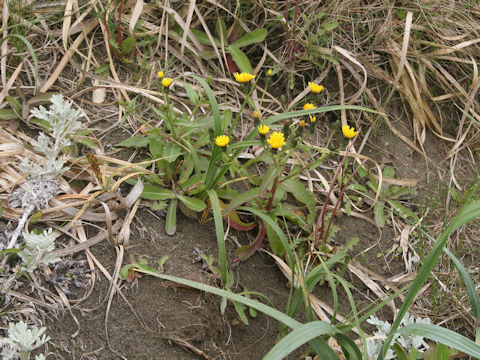 Picris hieracioides ssp. kamtschatica