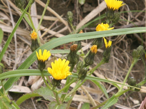Picris hieracioides ssp. kamtschatica