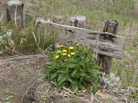 Picris hieracioides ssp. kamtschatica