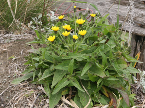 Picris hieracioides ssp. kamtschatica