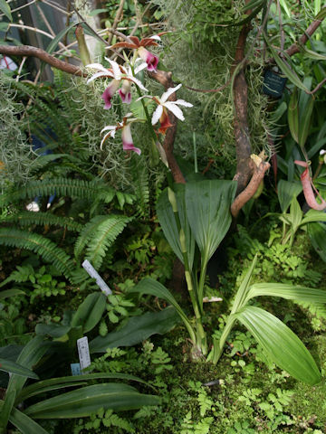 Phaius tancarvilleae